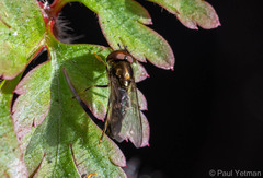 Platycheirus albimanus