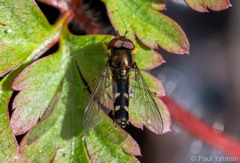 Platycheirus albimanus