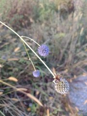 Eryngium sanguisorba