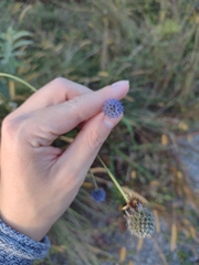 Eryngium sanguisorba