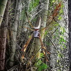 Trichonephila clavipes