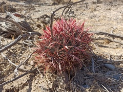 Ferocactus gracilis gracilis