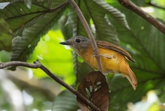 Attila citriniventris