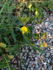 Crotalaria hilariana
