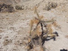 Cylindropuntia molesta