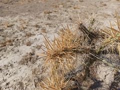 Cylindropuntia molesta