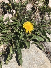 Taraxacum officinale