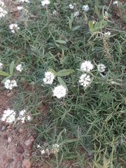 Staelia thymoides