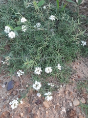 Staelia thymoides