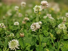 Trifolium repens