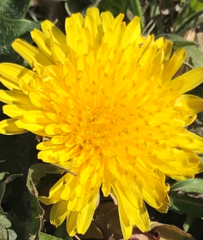Taraxacum officinale