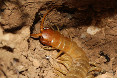 Scolopendra canidens