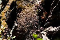 Sedum griseum