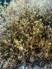 Sedum griseum