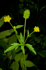Ranunculus pensylvanicus