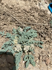 Cymopterus longipes