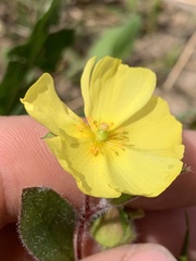 Crocanthemum carolinianum