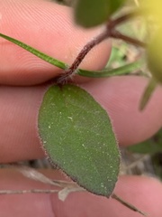 Crocanthemum carolinianum