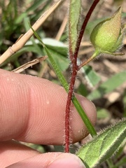 Crocanthemum carolinianum