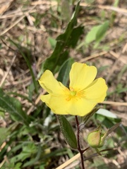 Crocanthemum carolinianum