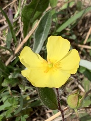 Crocanthemum carolinianum