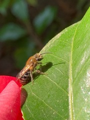 Colletes