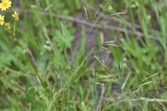 Agrostis elliottiana