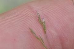 Agrostis elliottiana
