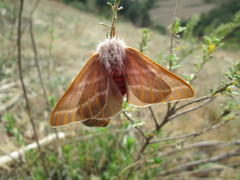 Hemileuca rubridorsa