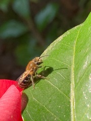 Colletes