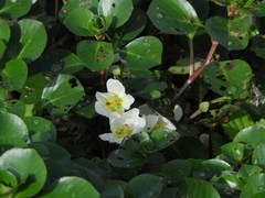 Ludwigia helminthorrhiza