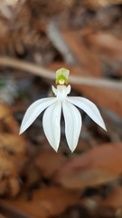 Caladenia picta
