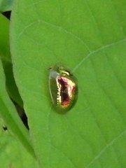 Charidotella zona