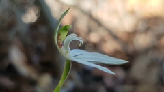Caladenia picta