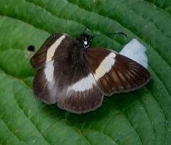 Potamanaxas paphos