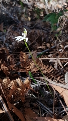 Caladenia picta