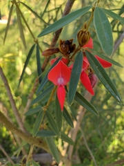 Collaea speciosa