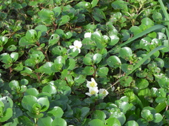 Ludwigia helminthorrhiza