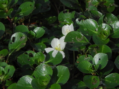 Ludwigia helminthorrhiza