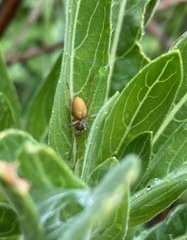 Cheiracanthium inclusum