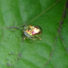 Charidotella zona