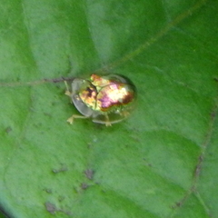 Charidotella zona