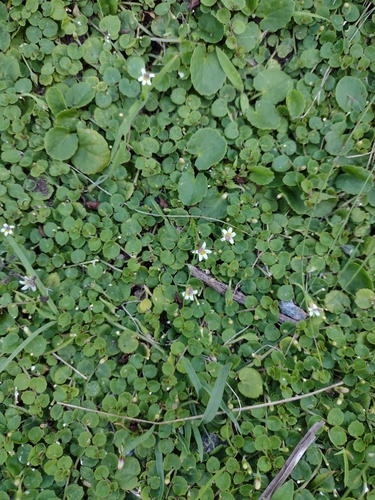 Lobelia reniformis