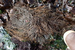 Desmarestia aculeata