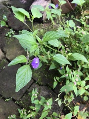 Ruellia drummondiana