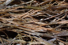 Desmarestia aculeata