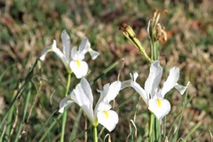 Irideae