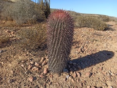 Ferocactus gracilis gracilis