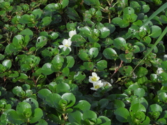 Ludwigia helminthorrhiza