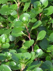 Ludwigia helminthorrhiza